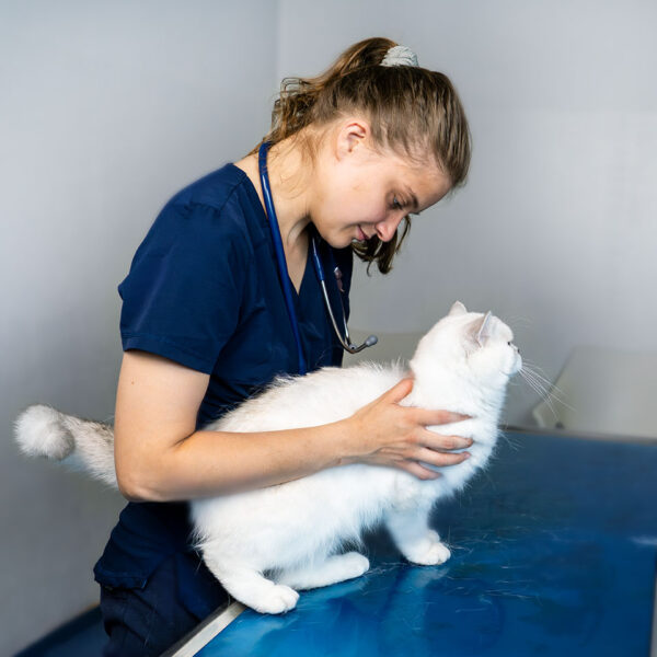 Foto dermatologische Untersuchung Katze