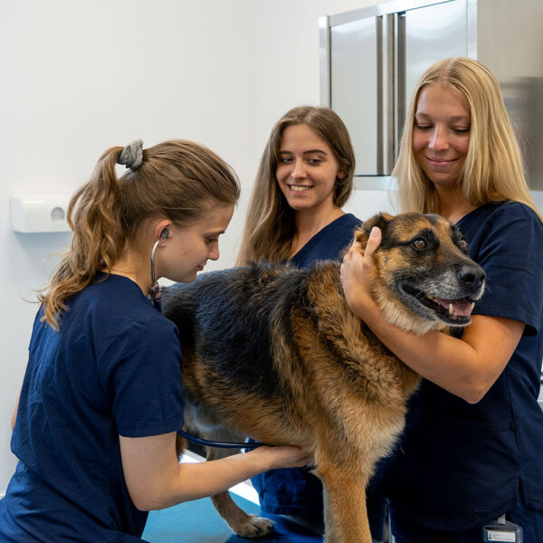 Foto Untersuchung Kardiologie bei Hund