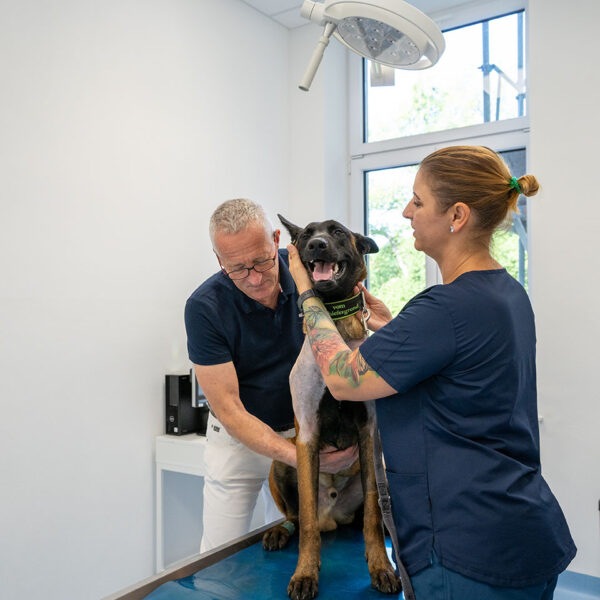 Foto Untersuchung Neurologie Hund