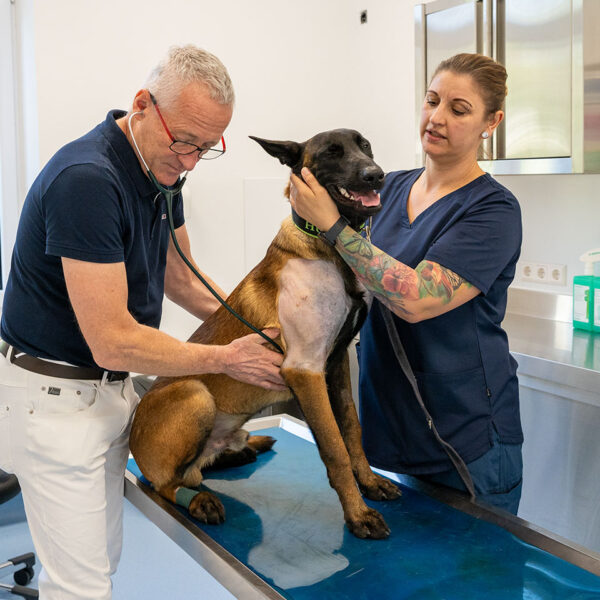 Foto Untersuchung Innere Medizin bei Hund